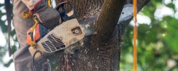 Trusted Grifton, NC Tree Care Services Experts